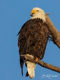 <p>females larger, opportunistic stealers, hind toe extra strong, mate for life</p>