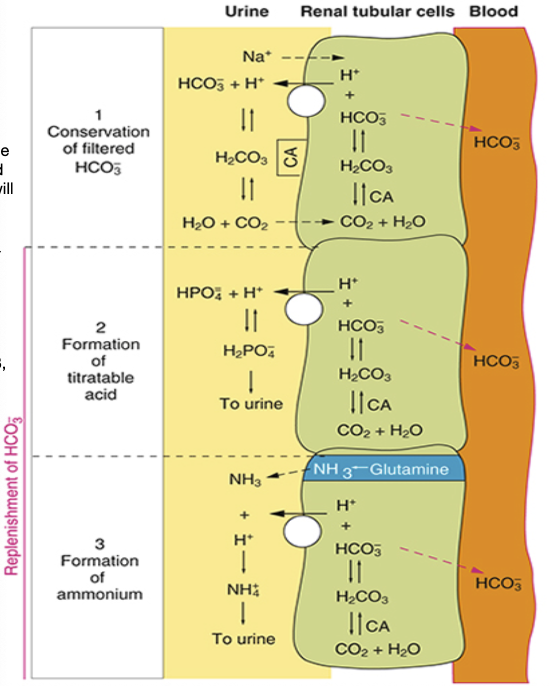 <ol><li><p>Diminishing AAs produces NH3, which is excreted out into the urine filtrate</p></li><li><p>NH3 meets H+ and becomes NH4+</p></li><li><p>NH4+ does not come back into the tubular cells</p></li></ol><p></p>