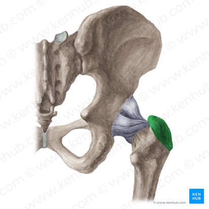 <p class="has-focus">Origin: vastus lateralis (partial/VLO)</p><p>Insertion: gluteus medius (lateral surface) gluteus minimus (anterior surface) piriformis (superior surface) </p>