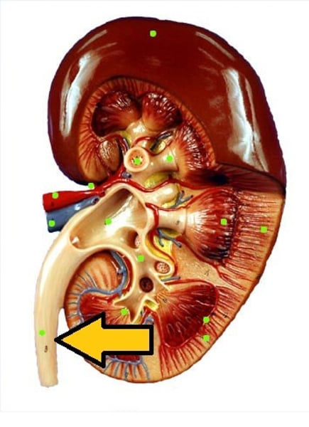 <p>transports urine from kidneys to urinary bladder</p>