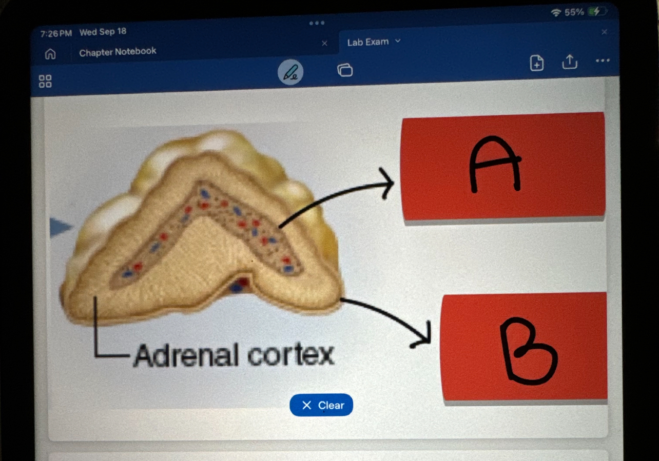Anatomy 2 lab exam Flashcards Knowt