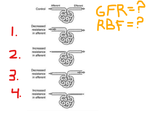 <p>Answer 1-4</p><p><strong>RBF</strong> (increase/decrease), <strong>GFR </strong>(increase/decrease)</p>