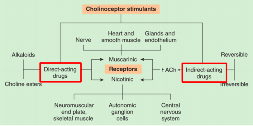 <p>Cholinergic Drugs</p><ul><li><p>Direct-acting&nbsp;<br></p><ul><li><p><span><strong>[how does it work?]</strong></span>&nbsp;</p></li></ul></li><li><p>Indirect-acting&nbsp;<br></p><ul><li><p><span><strong>[how does it work?]</strong></span></p></li></ul></li></ul><p></p>