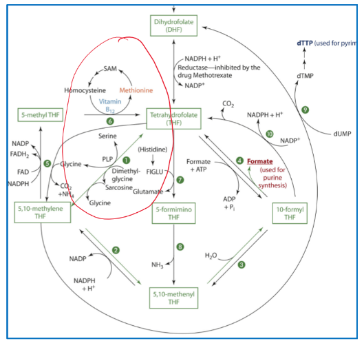 <ul><li><p>Selene hydroxymethyltransferase requires PLP as a coenzyme to make Tetrahydrofolate (THF) from 5,10-methlyene THF</p></li></ul>