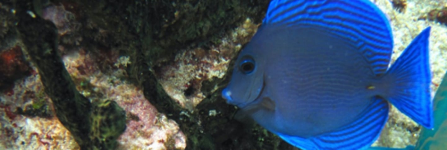 <p>blue tang</p>