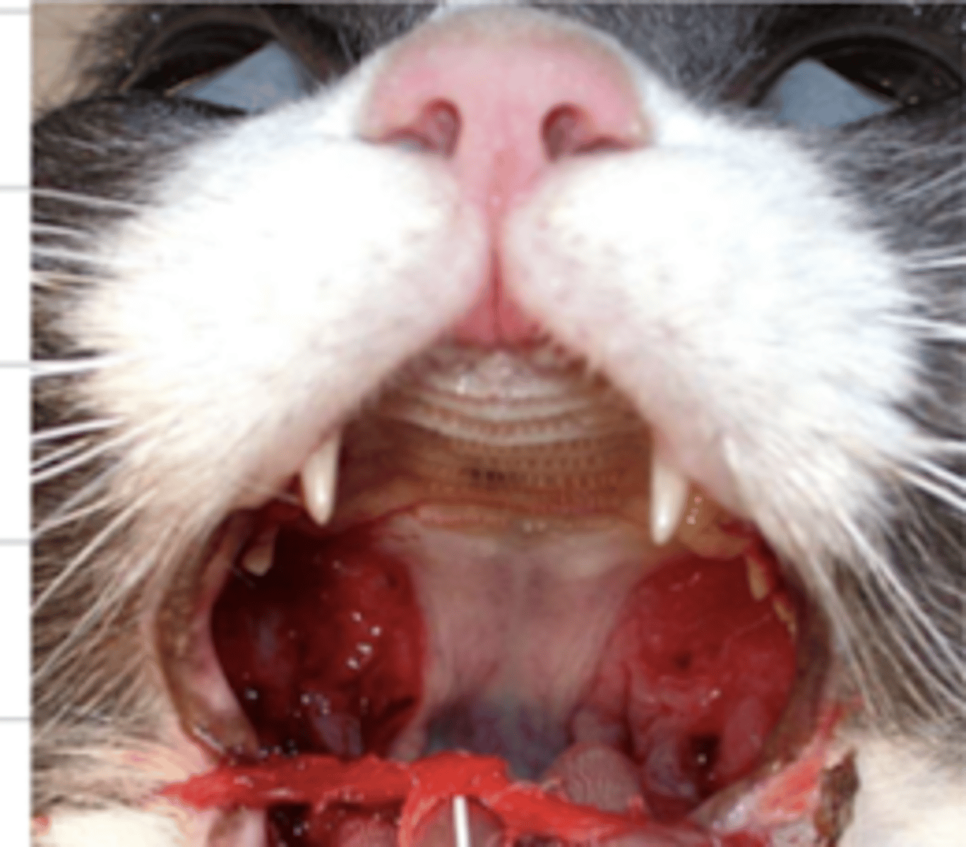 <p>what condition does this cat have?</p>