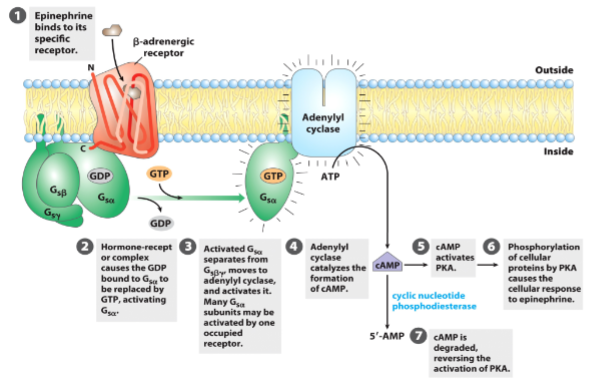 <p>1 occupied receptor → Many subunits being activated (amplification)</p><p>PKA phosphorylates many cellular proteins which cause the cellular response (amplification)</p>