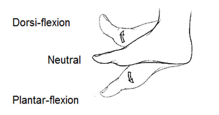 <p>plantarflexion</p>
