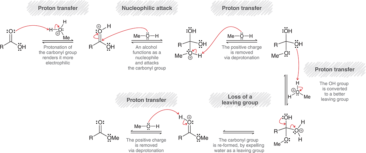 <ol><li><p><span>Carbonyl from acetic acid takes a proton from protonated alcohol (forms&nbsp; another OH)</span></p></li><li><p><span>Then the Oxygen from benzyl alcohol attacks carbonyl carbon</span></p></li><li><p><span>Then the alcohol deprotonates itself</span></p></li><li><p><span>OH from either esterification or acid takes proton from protonated alcohol to be a better leaving group</span></p></li><li><p><span>Leaving group leaves, forming a C=O bond</span></p></li><li><p><span>Then the C=OH group gets deprotonated</span></p></li></ol><p></p>