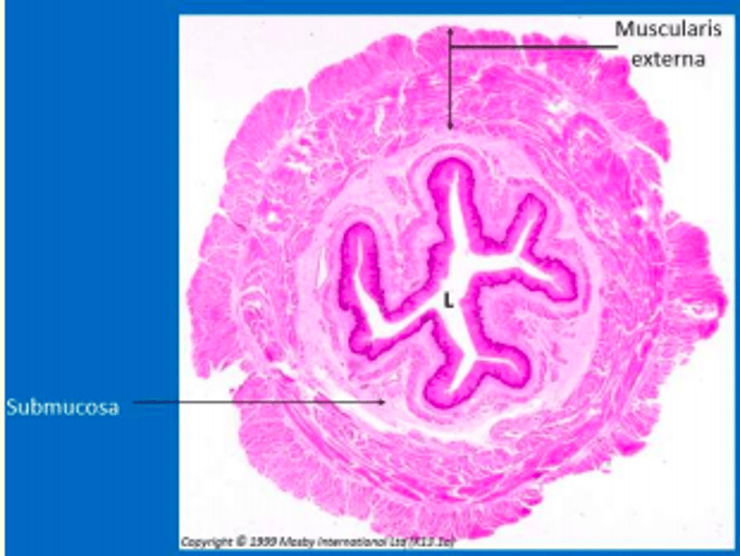 <p>Submucosa = subtending layer of connective tissue containing mucus-secreting glands</p><p>Muscularis externa = mix of smooth and skeletal muscle layers (inner - circular; outer - longitudinal) that move food by peristalsis</p><p>Adventitia = thin outermost of connective tissue to anchor organ </p>