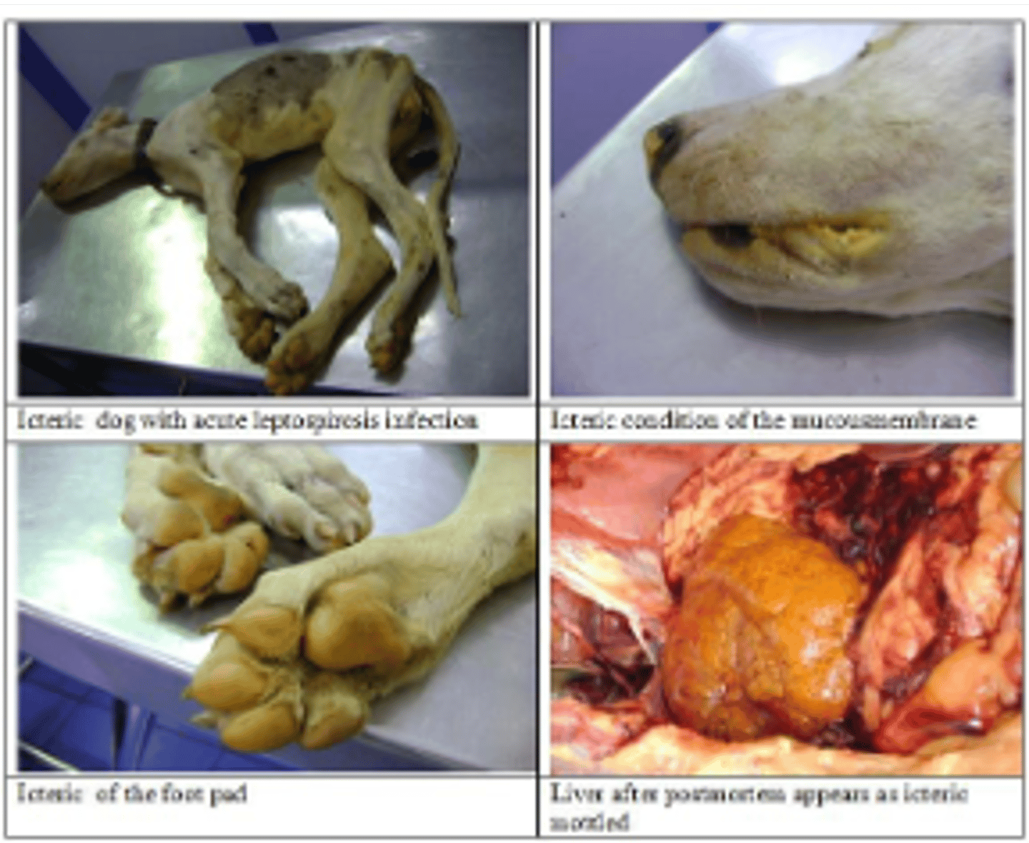 <p>this dog was likely suffering from what disease</p>