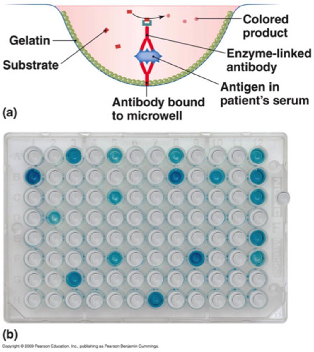 <p>FC region of antibody attached to bottom of well, patient sample added and antigen binds. enzyme linked antibody binds to patient antigen. when substrate added, color change concludes positive for antigen.</p>