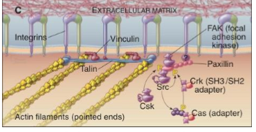 <p>when integrins are attached to ECM, the integrins send a signal into the cell, instructing FAK to phosphorylate tyrosines on target proteins </p><ul><li><p>phosphorylation of these target proteins results in transduction of survival stimuli cell, which prevents induction of apoptosis</p></li></ul><p></p>