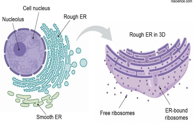 <ul><li><p>Ribosomes are the cellular structures responsible for protein synthesis. They can be found floating freely in the cytoplasm or attached to the endoplasmic reticulum. </p></li></ul><p></p>