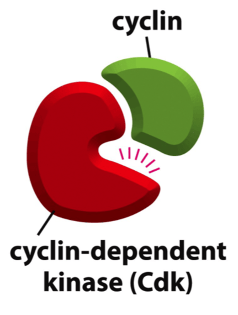 <p>Family of proteins that control the progression of cells through the cell cycle by binding to and activating cyclin-dependent kinase (Cdk)</p>