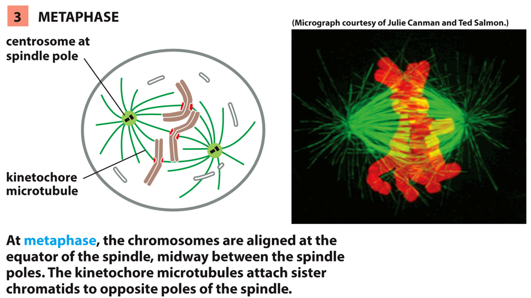 __identified by__:

* chromosomes line up in middle of cell