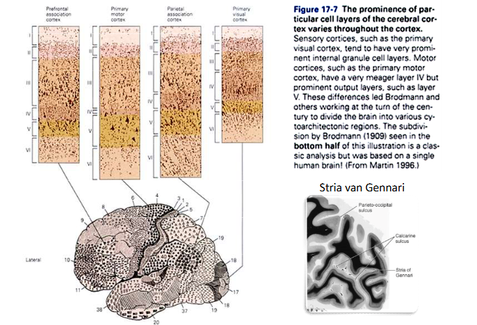 <ul><li><p>primaire visuele cortex = V1 = Brodmann area 17 = striate cortex</p><ul><li><p>uit 6 hoofdlagen</p><ul><li><p>sommige hoofdlagen hebben sublagen</p></li><li><p>vezels van LGN → projecteren voornamelijk naar laag IVC</p><ul><li><p>magnocellulaire axonen: naar bovenste deel van laag IVC (= IVCα)</p></li><li><p>parvocellulaire axonen: naar onderste deel van laag IVC (= IVC<span><span>β)</span></span></p></li></ul></li></ul></li></ul></li></ul><p>→ door massale input vanuit LGN in laag IV in V1: bijzonder breed</p><p></p>