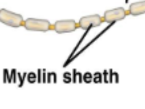 <p>Myelin sheath</p>