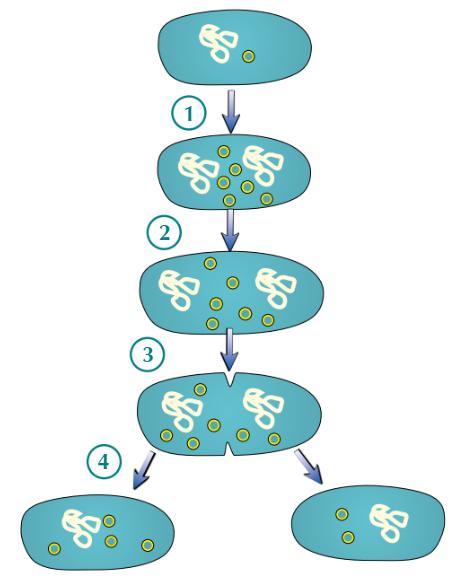 <ol><li><p>Circular DNA + plasmid(s) <strong>replicate</strong></p></li></ol><ul><li><p>Main <strong>DNA loop</strong> is replicated<strong> once</strong>, but <strong>plasmids</strong> can be replicated<strong> many times</strong></p></li></ul><ol start="2"><li><p>Cell gets bigger and <strong>DNA loops </strong>move to <strong>opposite</strong> ‘<strong>poles</strong>’ of cell</p></li><li><p><strong>Cytoplasm</strong> begins to <strong>divide</strong> (and <strong>new cell walls</strong> begin to form)</p></li><li><p>Cytoplasm <strong>divides</strong> → two <strong>daughter cells</strong> produced</p><p>Each daughter cell has <strong>one copy </strong>of <strong>circular DNA</strong>, but <strong>variable </strong>number of <strong>plasmid(s)</strong></p></li></ol><p></p>