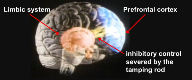 <ul><li><p>Normally inhibitory connections from frontal lobe to the limbic system suppress its emotional suggestions</p></li><li><p>Serotonin is the neurotransmitter</p></li><li><p>Low brain serotonin release is associated with history of impulsiveness, violent crimes, depression, &amp; suicidality</p></li></ul><p></p>