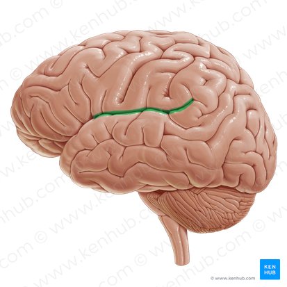 <p>The <strong><em></strong></em>__ is the fissure that separates the frontal and parietal lobes from the temporal lobe in the brain.</p>