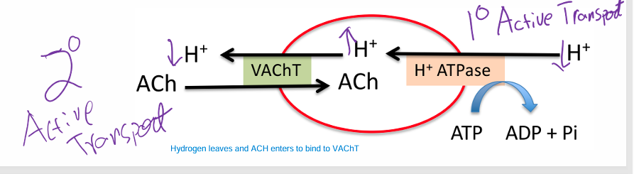 <ul><li><p>• Vesicles contain <strong>two membrane proteins that allow entry of ACh</strong></p><ul><li><p>• H+ ATPase •<strong> Causes H+ to build up in the Vesicle to transport ACh as well( 1 degree = co-transporter)</strong></p></li><li><p>• VAChT (Vesicle ACh Transporter) • <strong>Swaps H+ for AC(2 degree = antiporter)</strong></p></li></ul></li></ul><p></p>