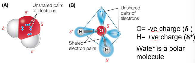 <p>When atoms are shared unequally, the covalent bond is <strong>polar</strong>.<br><br><strong>a. polar covalent bond</strong></p>