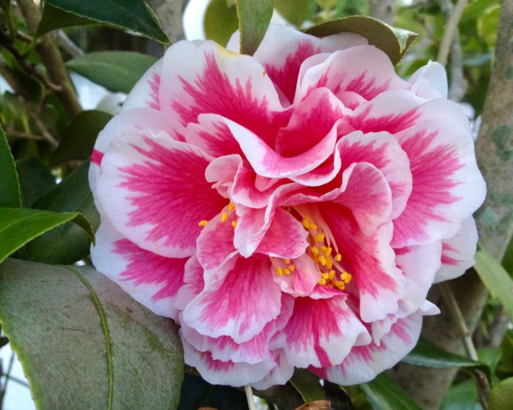 <p>What is this plant?</p>