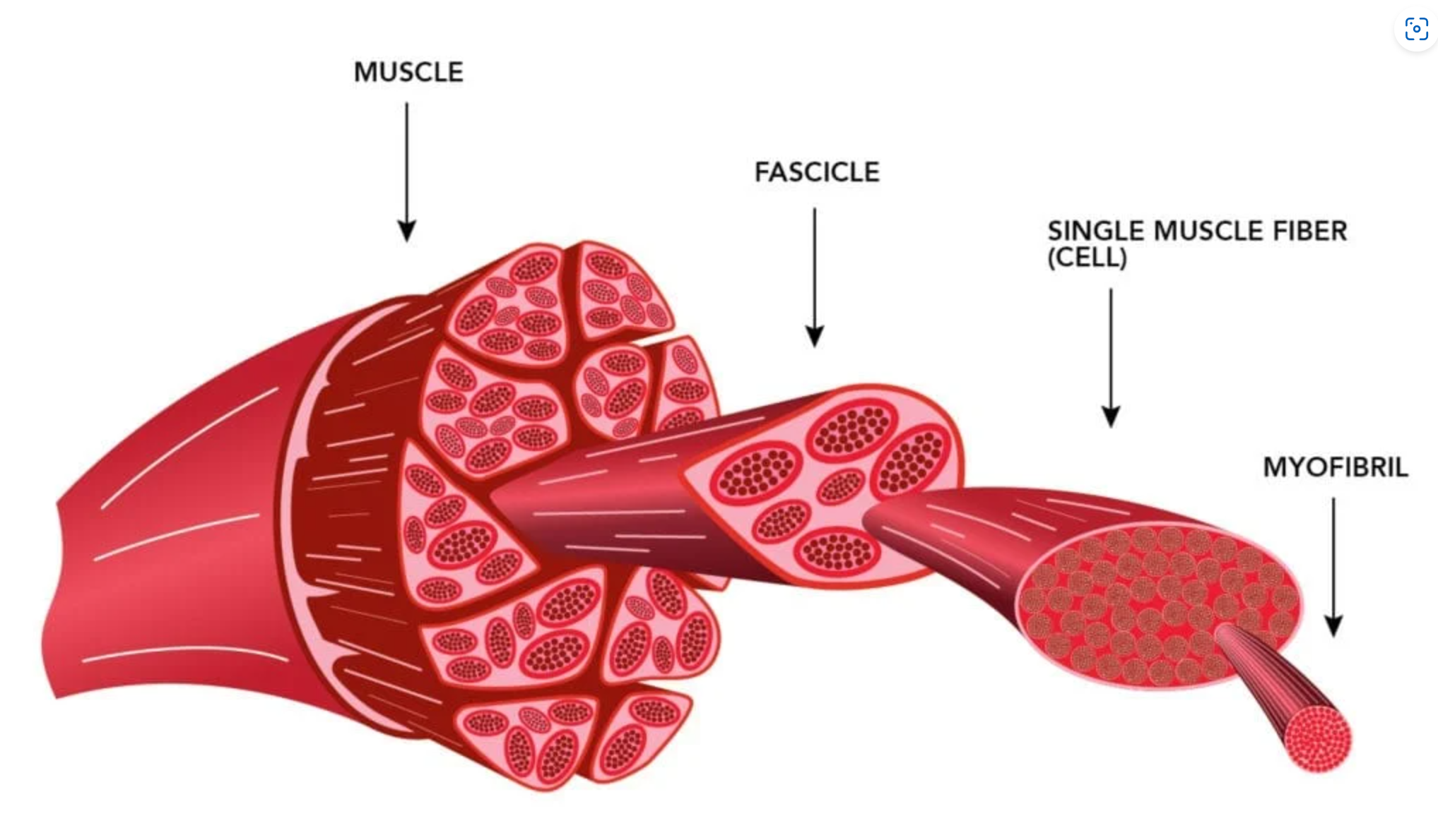 <p>A bundle of muscle fibres/cells.</p>