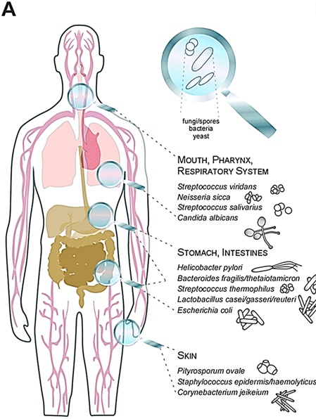 <ul><li><p><strong>inhalation</strong> (breathing in spores)</p></li><li><p><strong>dermal exposure</strong> (contact or trauma to skin)</p></li><li><p><strong>iatrogenic</strong> means (medical procedures like injections)</p></li></ul><p></p>