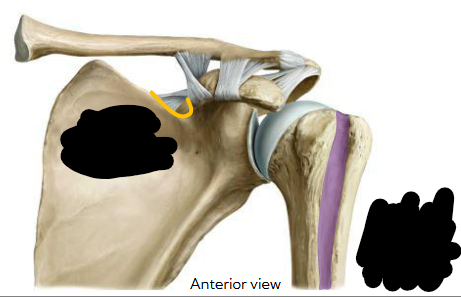 <p>name the pathway </p>