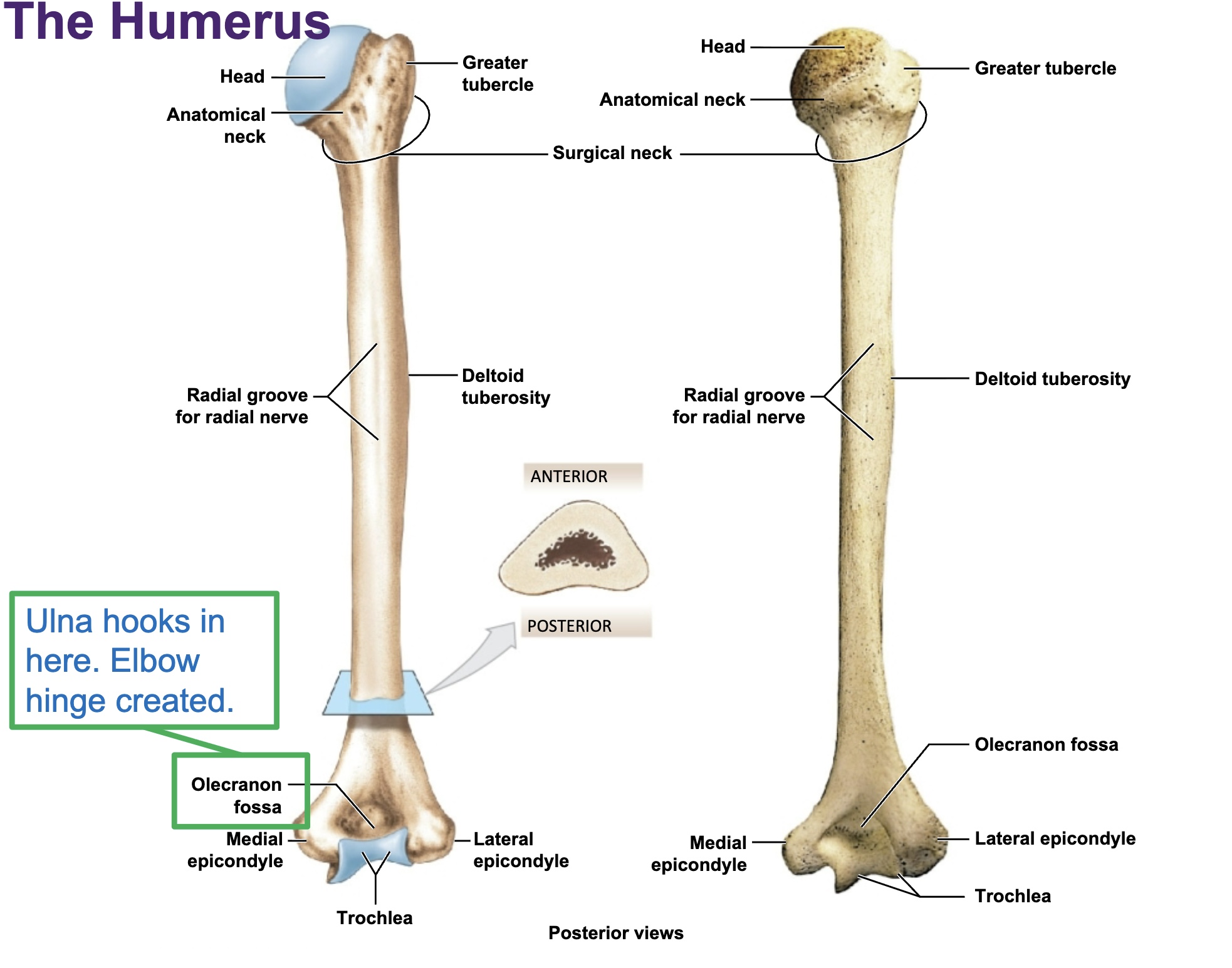 <p>only bone of arm</p><p>head of humerus faces medially</p><p>olecranon fossa faces posteriorly</p><p>lateral epicondyle &amp; medial epicondyle (funny bone)</p><p>surgical neck </p>