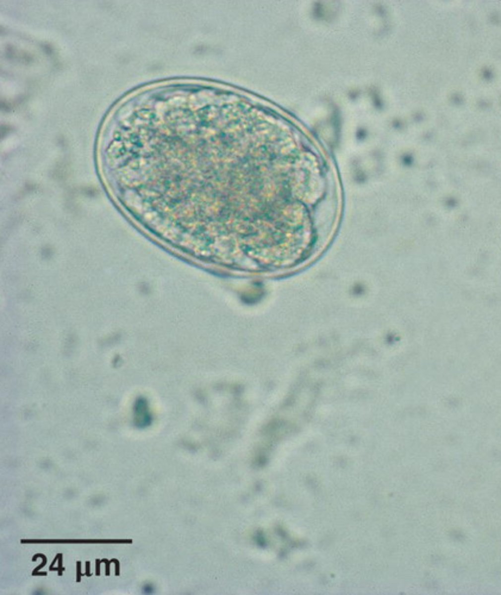<p>What parasite is this if it is from a dog</p>