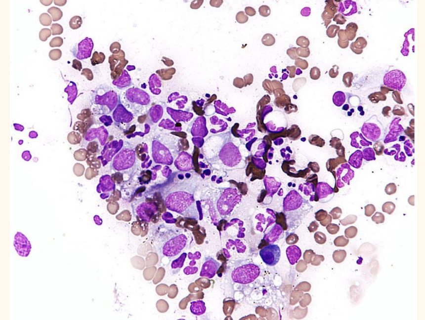 <p></p><p>identify cell</p>