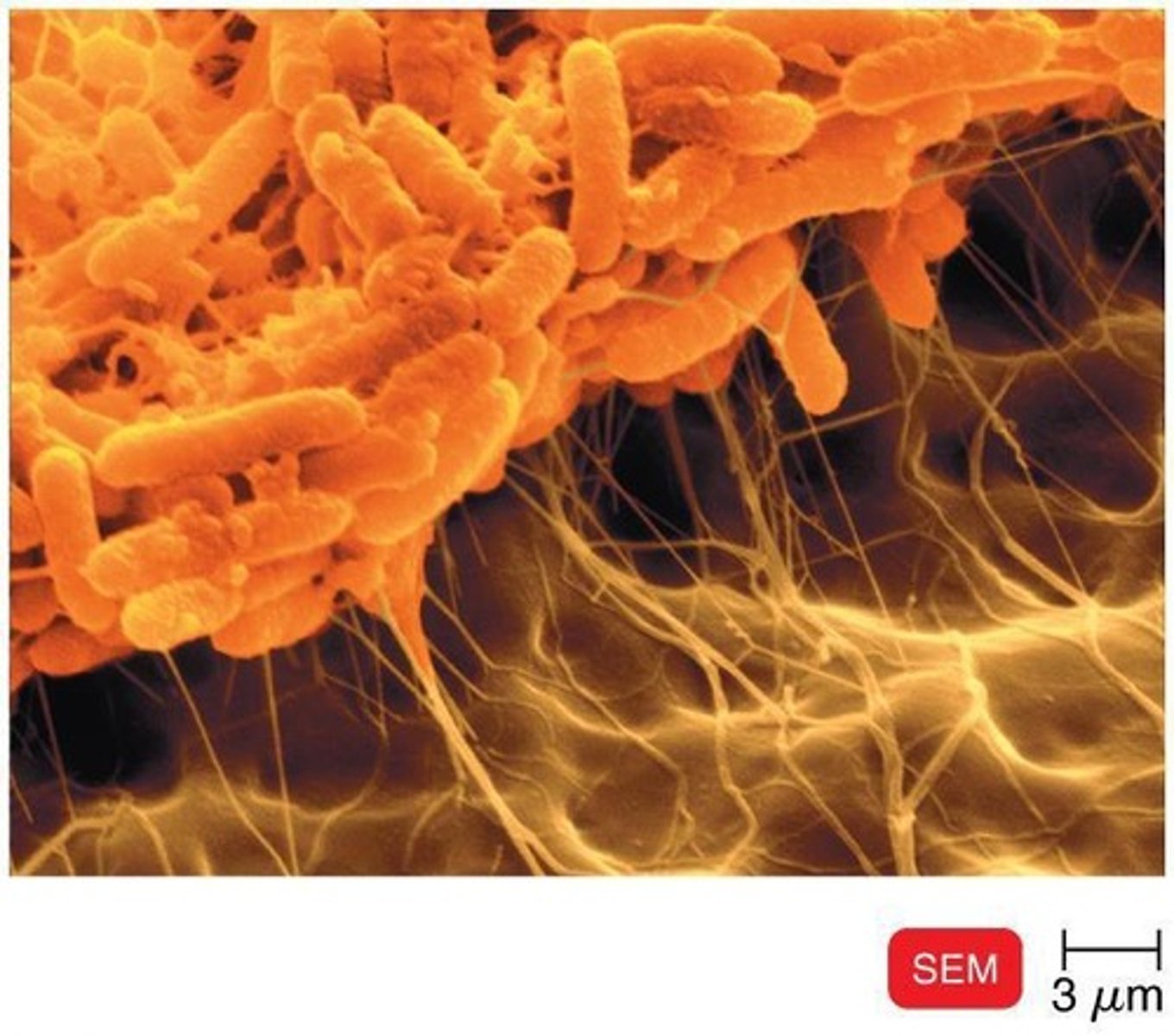 <p>Most bacteria have a peptidoglycan cell wall.</p>