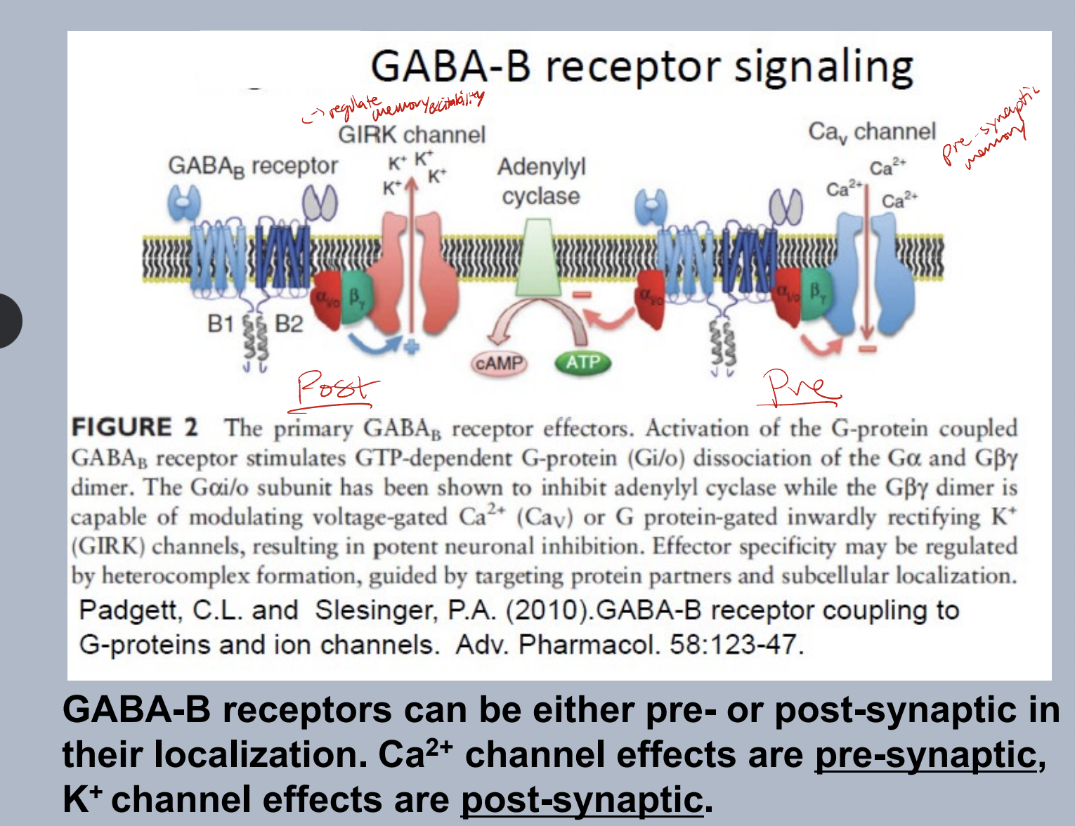 \
* GABA B is either pre or postsynaptic


* GTP dependent G protein in GABAb receptor alpha subunit inhibits adenylyl cyclase and beta gamma subunit either inhibits Ca voltage-gated channel in pre synapse (inhibiting an excitatory response) OR activates GIRK channel for efflux K ions out of cell (causes an inhibitory response)