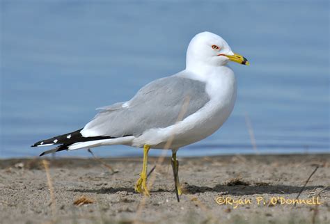 Pale iris, yellow legs, broad black ring on bill, almost all white/grey. Males and females similar.
