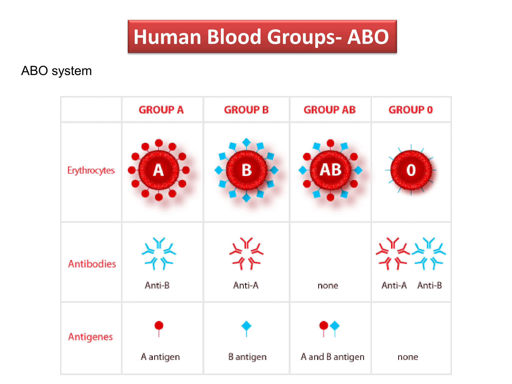 <h3><span class="heading-content">ABO system</span></h3><ul><li><p><u><strong>Type A</strong></u>: RBCs carry antigen A, plasma contains anti-B antibodies</p></li><li><p><u><strong>Type B</strong></u>: RBCs carry antigen B, plasma contains anti-A antibodies</p></li><li><p><u><strong>Type O</strong></u>: RBCs carry no antigen , plasma contains anti-A and anti-B antibodies</p></li><li><p><u><strong>Type AB</strong></u>: RBCs carry both antigen A and antigen B, plasma contains no antibodies</p></li></ul>