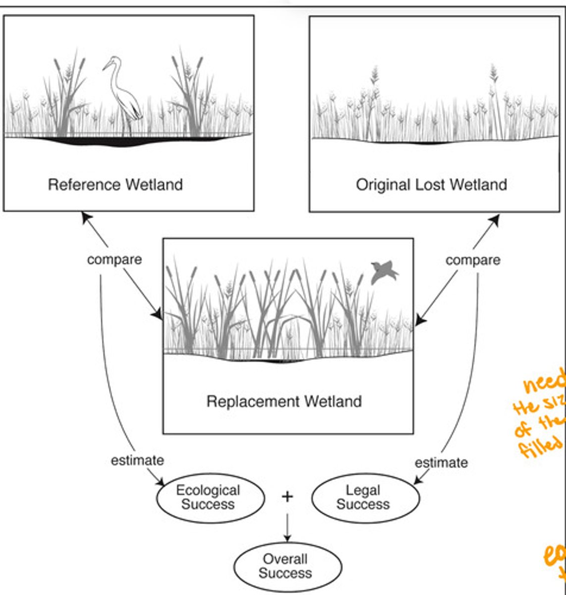 <p>- never as good as the original soon to be destroyed wetland</p><p>- functions don't translate very easily from one wetland to the next (different levels of impacts)</p>