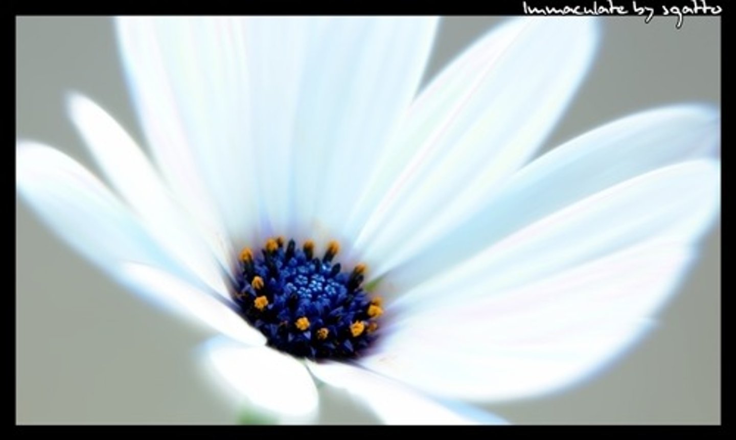 <p>티없는, 순결한</p>