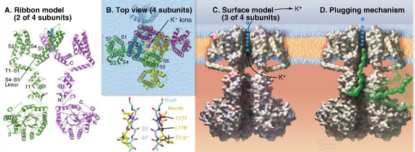 <ul><li><p>Similar to simple ion channels but with additional helices <strong>S1 to S4</strong>.</p></li><li><p><strong>S1 and S4</strong> form a <strong>voltage-sensing domain</strong>.</p></li><li><p>Large polypeptides extend into the cytoplasm, with a <strong>plugging mechanism</strong> to control ion flow.</p></li></ul><p></p>