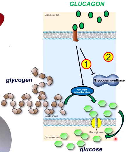 <ul><li><p>glucagon binds to a glucagon g-protein coupled receptor</p></li><li><p>This results in the initiation of a signalling pathway which:</p><ul><li><p>activates glycogen phosphorylase - breaks glycogen down into glucose</p></li><li><p>inhibits glycogen synthase activity</p></li></ul></li><li><p>Due to a lower insulin concentration, glucose-6-phosphotase activity increases and glucose kinase activity decreases, allowing glucose released from glycogen to diffuse out the cell</p></li><li><p>This results in the reduction of stored glycogen and the increased release of glucose, increasing blood glucose levels</p></li></ul><p></p>