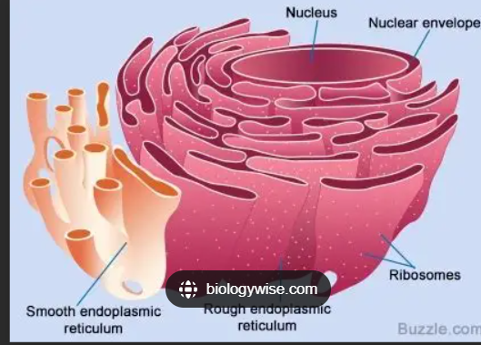 <p>Rough Endoplasmic Reticulum</p>