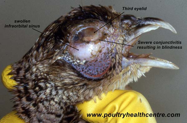 <ul><li><p><span><span>Mycoplasmosis is an infectious disease caused by bacteria mycoplasma.</span></span></p></li><li><p><span><span>They </span><mark data-color="red" style="background-color: red; color: inherit;"><span>inhabit moist mucosal</span></mark><span> surfaces especially of the respiratory tract.</span></span></p></li><li><p><span><span>They lack a cell wall, making them </span><mark data-color="red" style="background-color: red; color: inherit;"><span>naturally resistant to many ATB.</span></mark></span></p></li></ul><p></p><p><span><strong><span>Caused by:</span></strong></span></p><ul><li><p><span><em><mark data-color="red" style="background-color: red; color: inherit;"><span>Mycoplasma gallisepticum</span></mark></em></span></p></li></ul><p></p><p><strong>Susceptible species:</strong></p><ul><li><p><span><mark data-color="red" style="background-color: red; color: inherit;"><span>Chickens, turkeys, and various wild birds</span></mark></span></p></li></ul><p><strong>Transmission:</strong></p><ul><li><p><span><span>Found in respiratory and ocular secretions, eggs and semen.</span></span></p></li><li><p><span><span>Enter the body orally, via respiratory tract or conjuctiva.</span></span></p></li><li><p><span><span>Ingestion and inhalation by aerosols.</span></span></p></li></ul><p></p><p><strong>Clinical signs:</strong></p><ul><li><p><span><span>IP: 4-14 days</span></span></p></li><li><p><span><span>Some are </span><mark data-color="red" style="background-color: red; color: inherit;"><span>subclinical</span></mark><span>, others develop </span><mark data-color="red" style="background-color: red; color: inherit;"><span>mild to severe respiratory signs</span></mark></span></p></li></ul><ul><li><p><span><span>Rales, coughing, </span><mark data-color="red" style="background-color: red; color: inherit;"><span>sneezing, nasal discharge</span></mark></span></p></li><li><p><span><span>Dyspnea, conjunctivitis with </span><mark data-color="red" style="background-color: red; color: inherit;"><span>frothy ocular exudate</span></mark></span></p></li><li><p><span><mark data-color="red" style="background-color: red; color: inherit;"><span>Decreased egg production</span></mark><span> and some egg abnormalities</span></span></p></li><li><p><span><span>Cause rhinitis, trachitis, sinusitis and bronchitis</span></span></p></li></ul><p></p><p><span><strong><span>Diagnosis: </span></strong></span></p><ul><li><p><span>Bacterial isolation, PCR, serology – </span><mark data-color="red" style="background-color: red; color: inherit;"><span>rapid serum agglutination test </span></mark></p></li></ul><p></p><p><span><strong><span>Treatments and preventative:</span></strong></span></p><ul><li><p><span><span>ATB (b-lactam resistance)</span></span></p></li><li><p><span><mark data-color="red" style="background-color: red; color: inherit;"><span>Vaccination,</span></mark><span> sanitation and disinfection</span></span></p></li></ul><p></p>