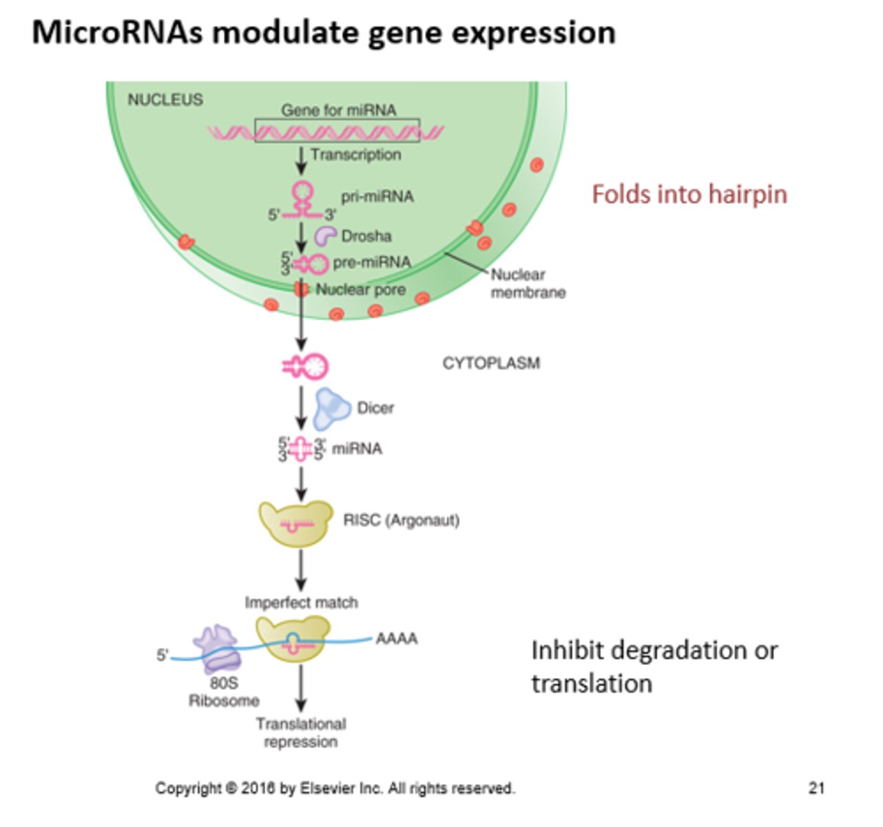 <p>Initiate as hair pins, short, and regulate protein expression at the level of mRNA degradation or translation in eukaryotes. A type of RNAi.</p>
