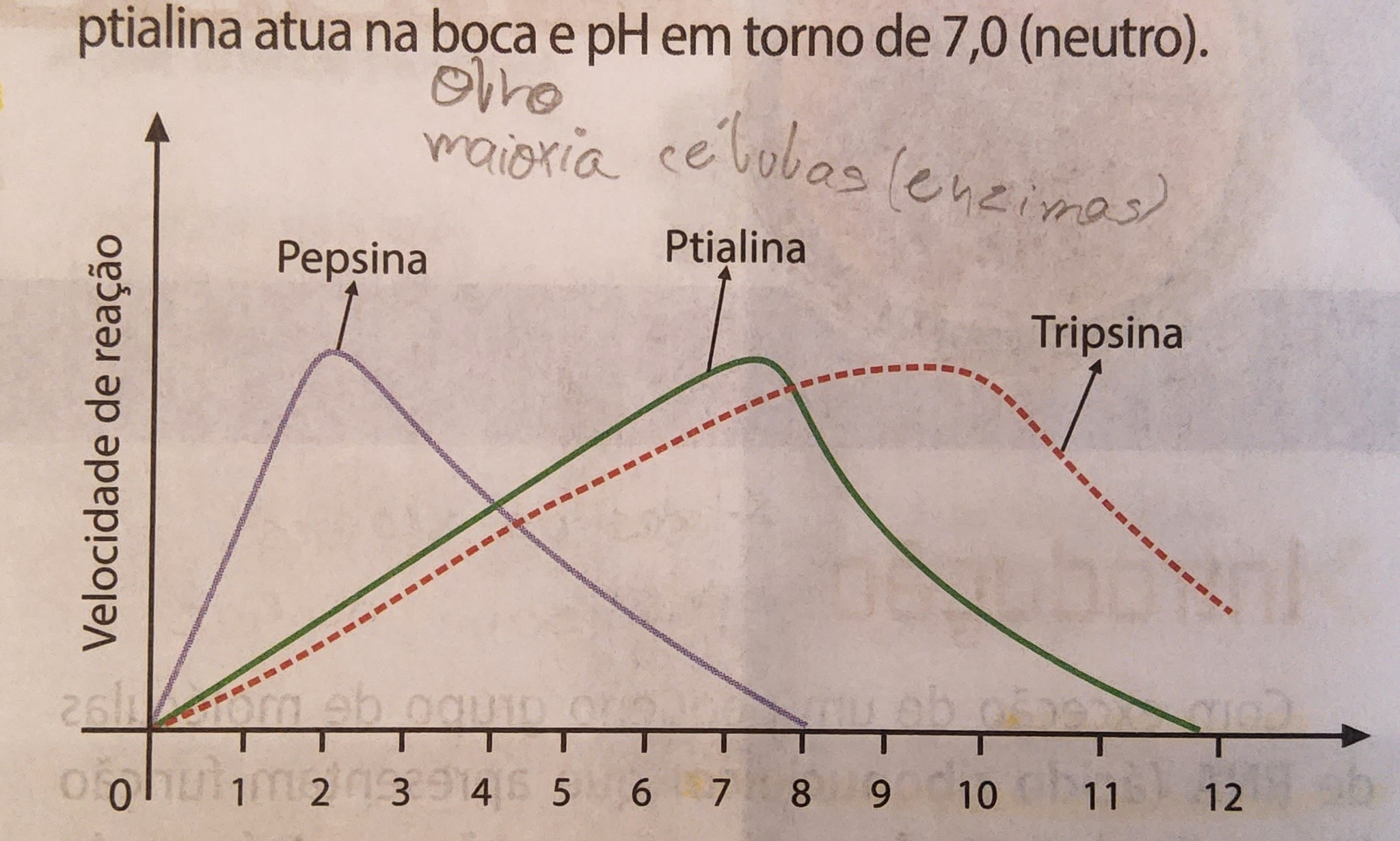 * para cada enzima, existe um pH ideal para atingir o máximo da velocidade de reação
* mudanças de grande porte podem provocar a desnaturação enzimática com perda do sítio ativo e inativação da enzima