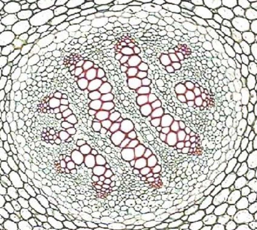 stele type of lycopodiophyta