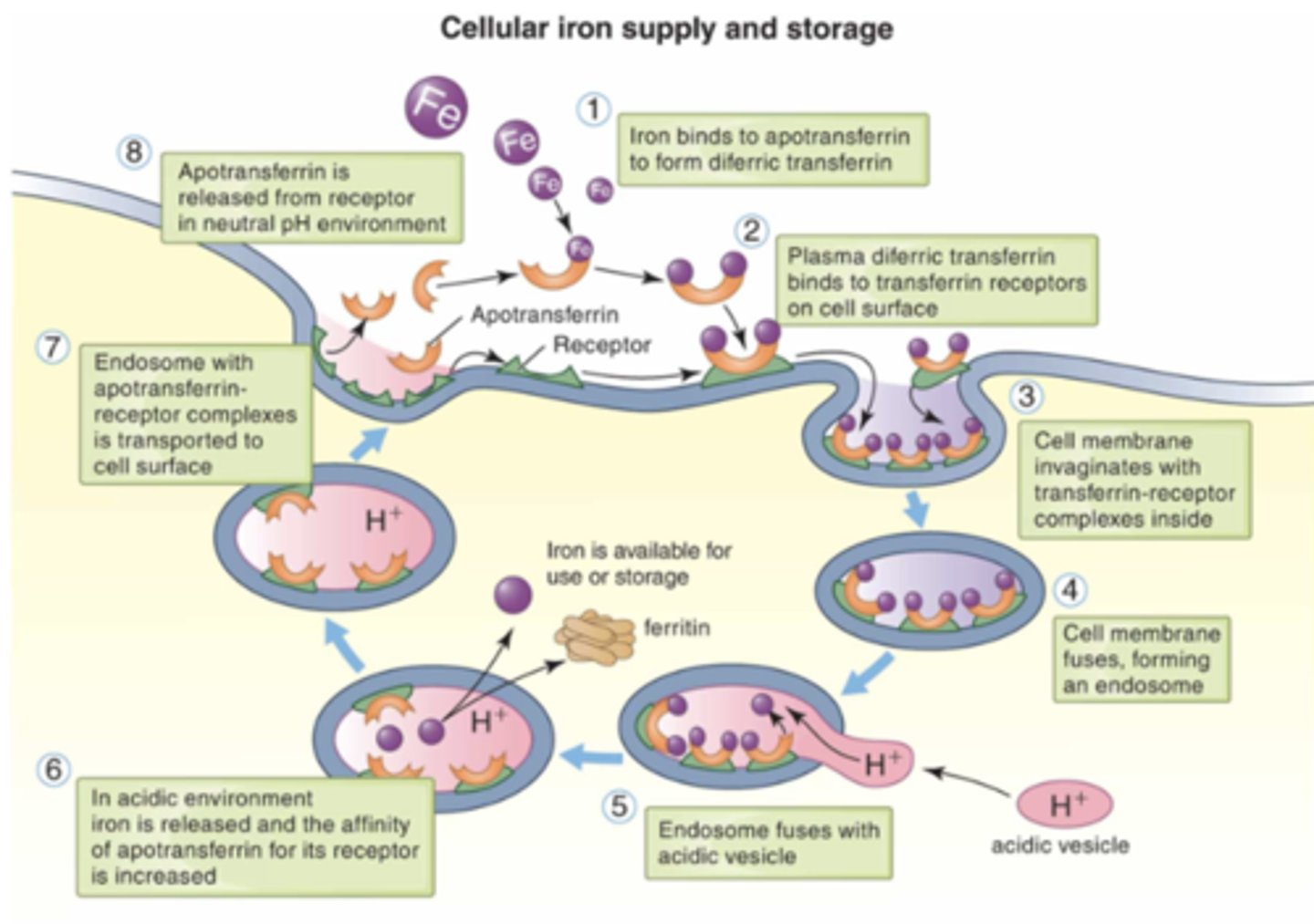 <p>- Transferrin binds to TfR on RBCs<br>- releases iron, and transferrin returns to circulation</p>