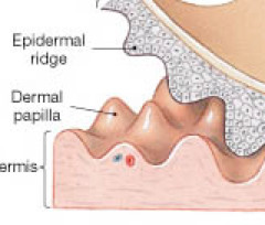 <p>Superficial region of dermis that sense fingerlike projections up into epidermis.</p><ul><li><p>in thick skin, it lies on top of dermal ridges, which gives rise to friction ridges (finger prints!)</p></li></ul>