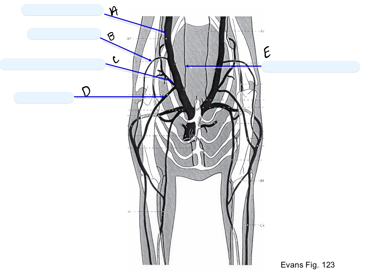 <p>Name the structure(s) indicated by a, b, and c.</p>